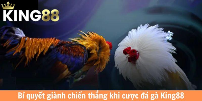 Bí quyết giành chiến thắng khi cược chọi gà King88