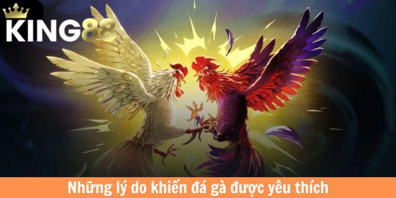 Những lý do khiến chọi kê được yêu thích