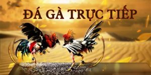 Đá gà trực tiếp